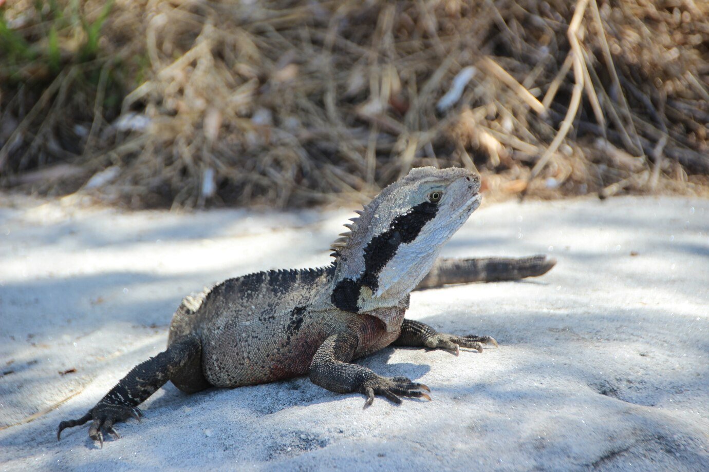 Florida is home to many frozen iguanas.