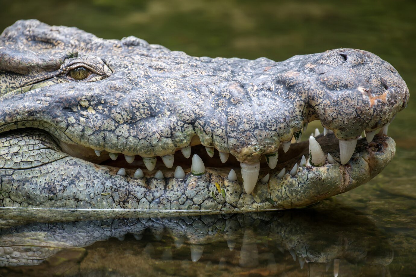 Florida is home to many frozen iguanas. 