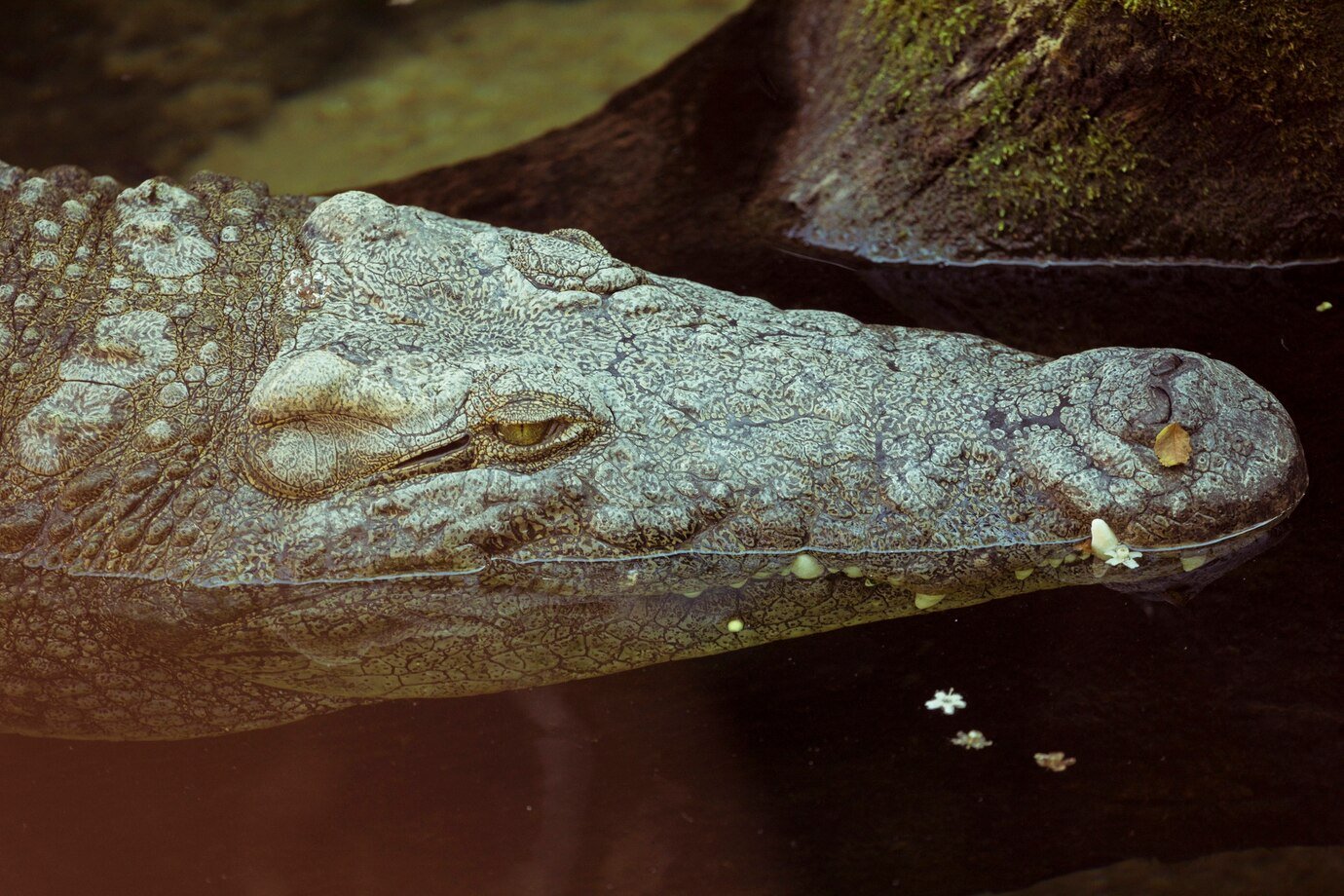 Florida is home to many frozen iguanas.