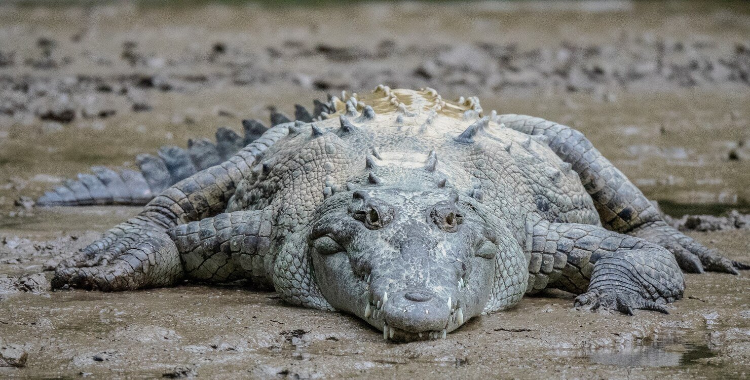 Florida is home to many frozen iguanas.