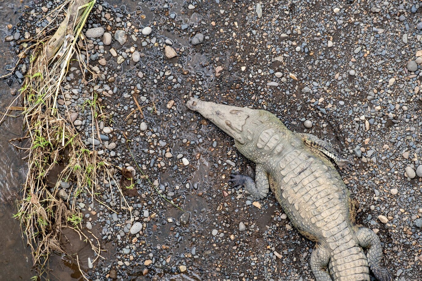 Florida is home to many frozen iguanas.