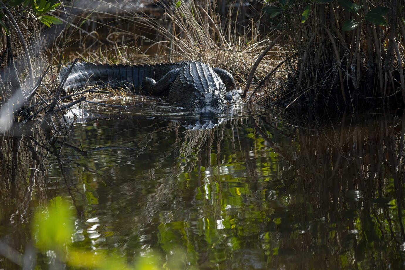 Florida is home to many frozen iguanas.