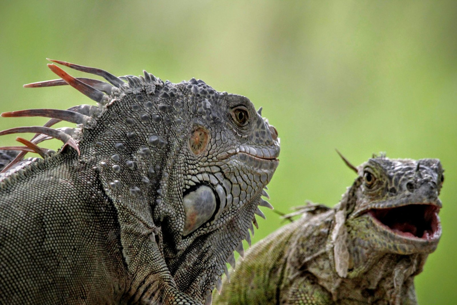 Florida is home to many frozen iguanas.