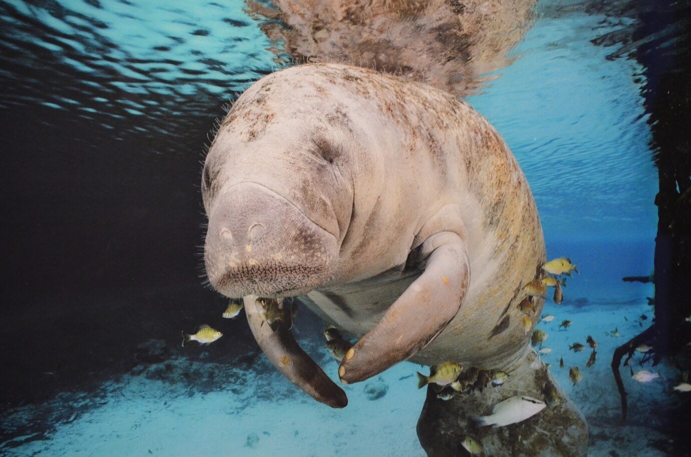  Manatees Facts Diet Habitat and Information