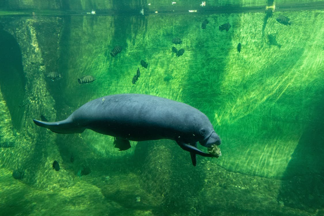  Manatees Facts Diet Habitat and Information