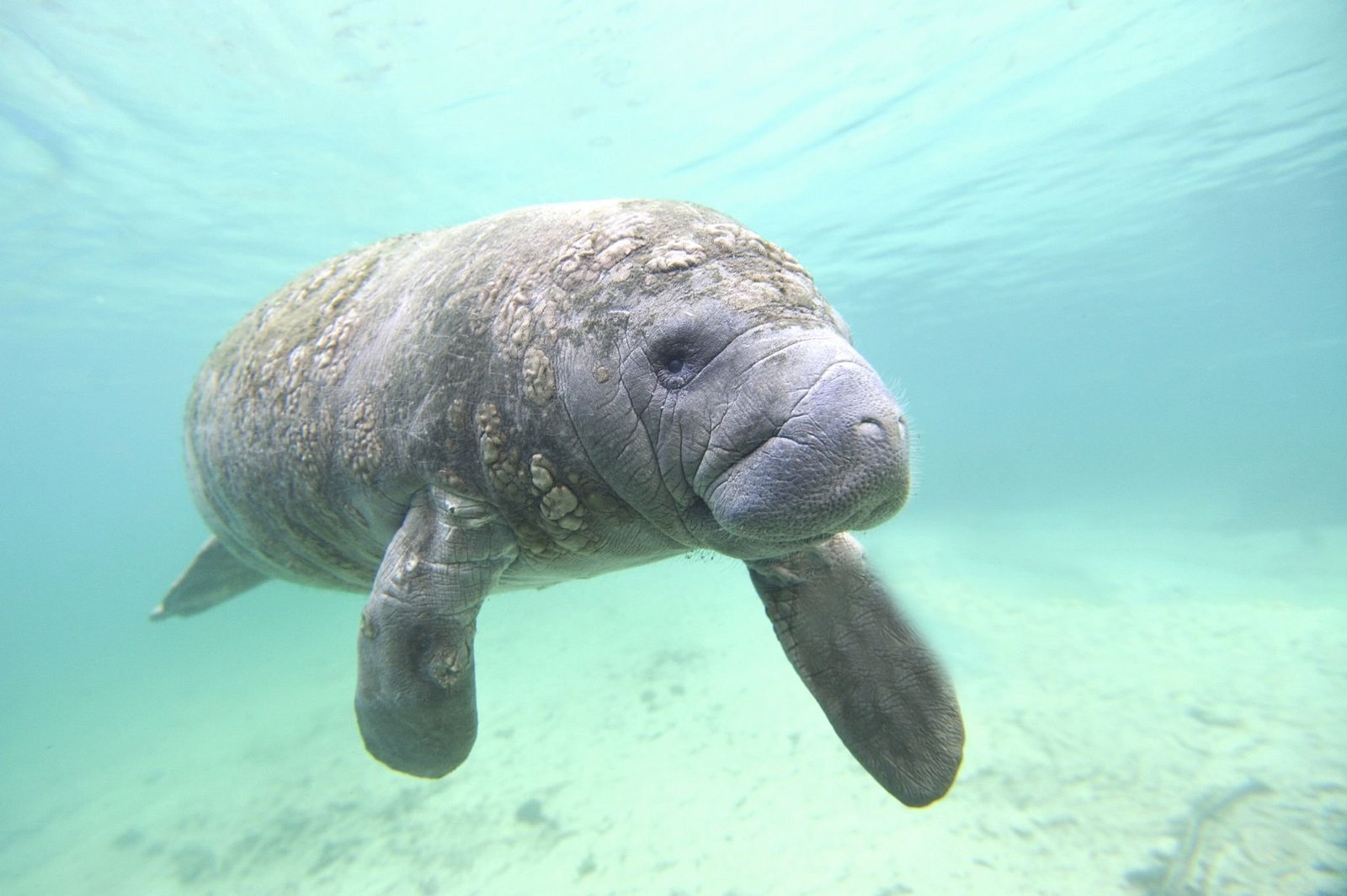  Manatees Facts Diet Habitat and Information