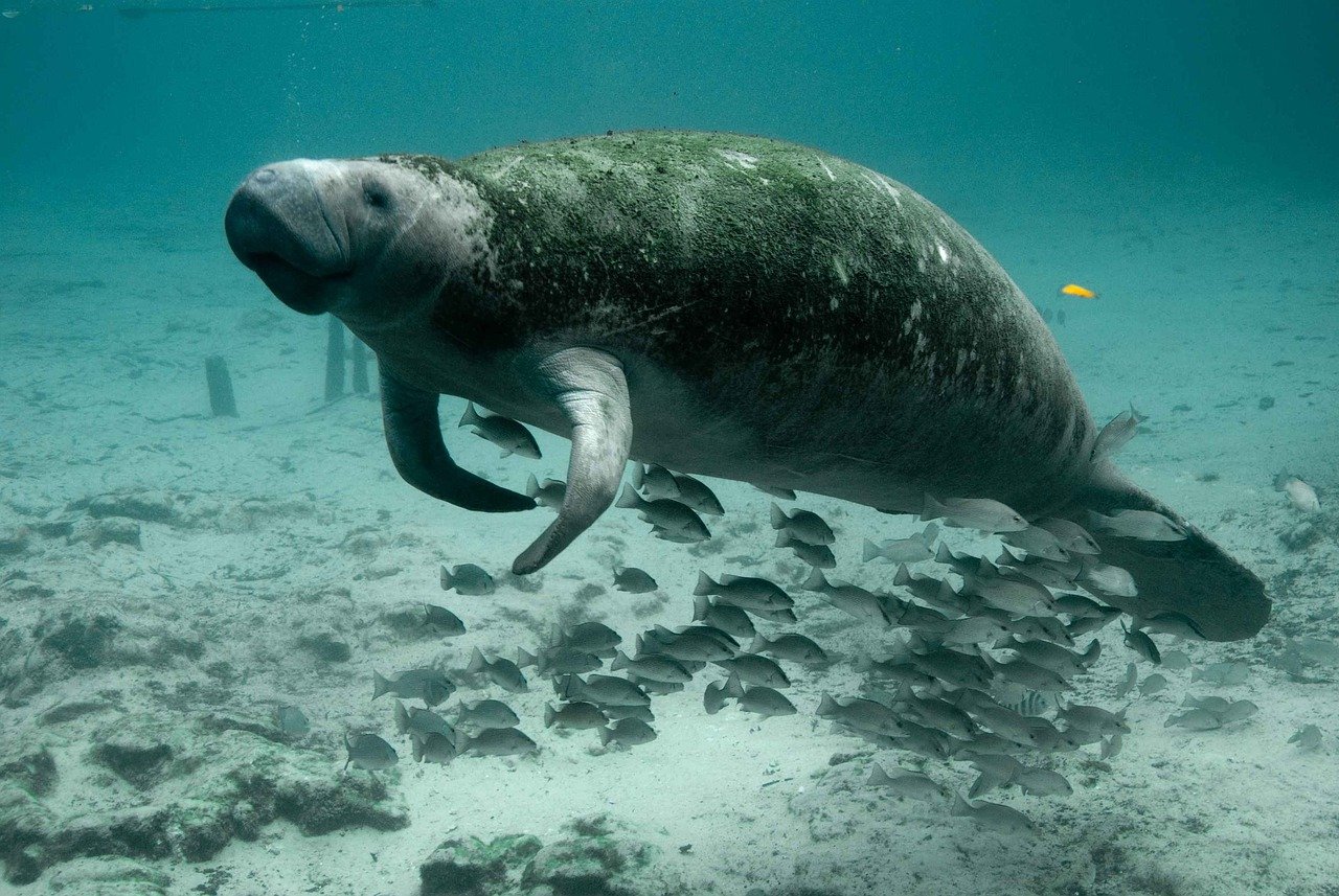  Manatees Facts Diet Habitat and Information