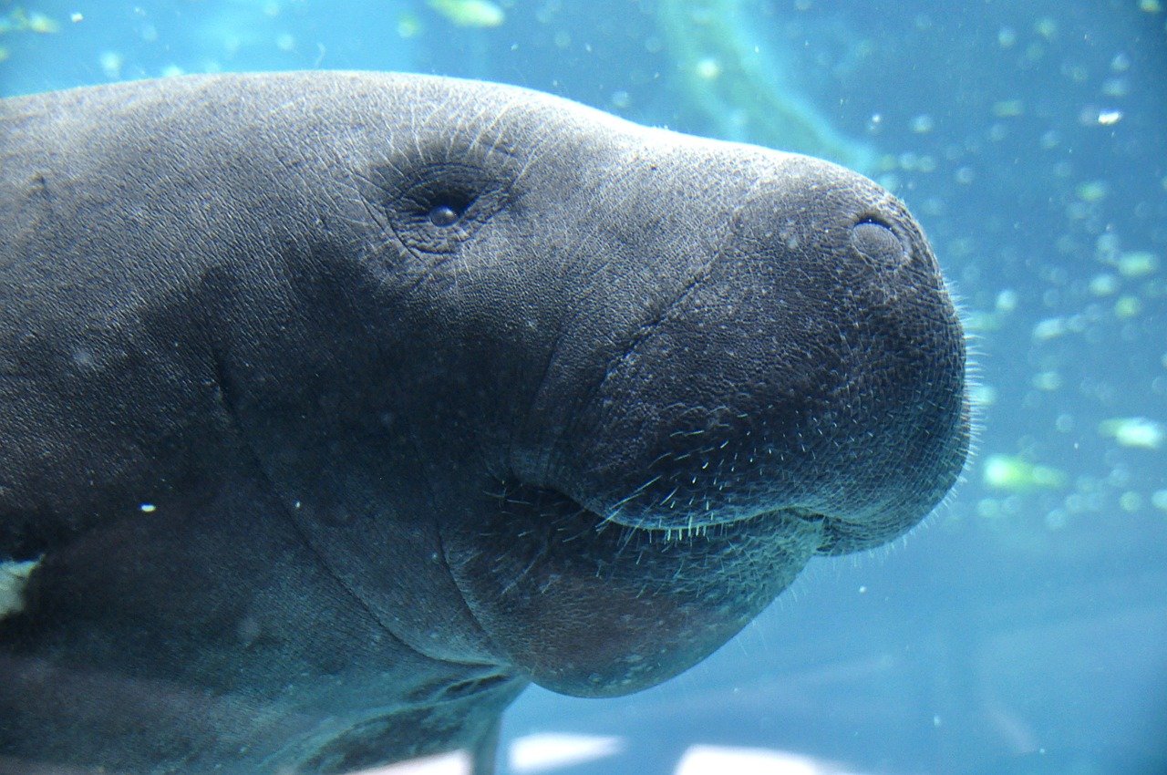  Manatees Facts Diet Habitat and Information