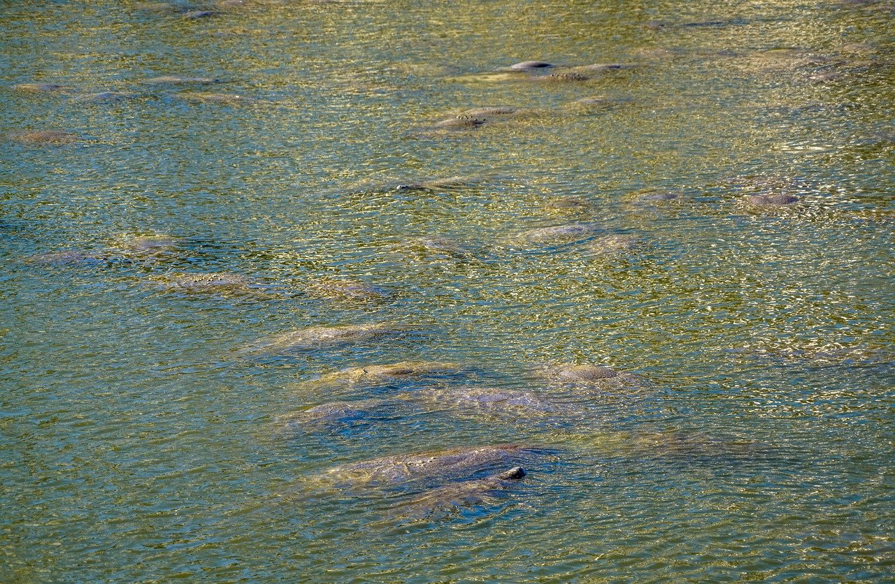  Manatees Facts Diet Habitat and Information