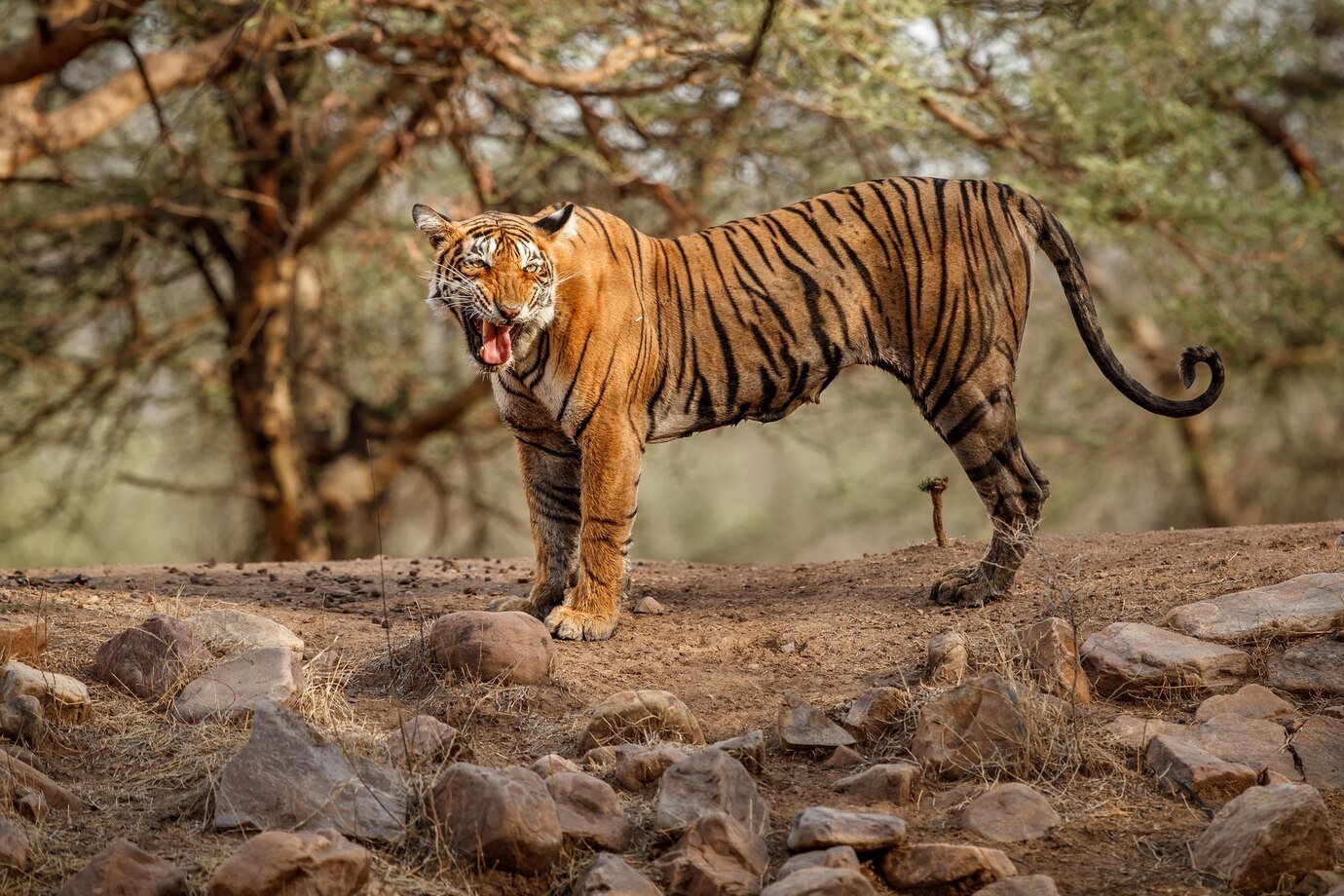 भारत में दुर्लभ गोल्डन बाघ की तस्वीर क्यों वायरल हो रही है?