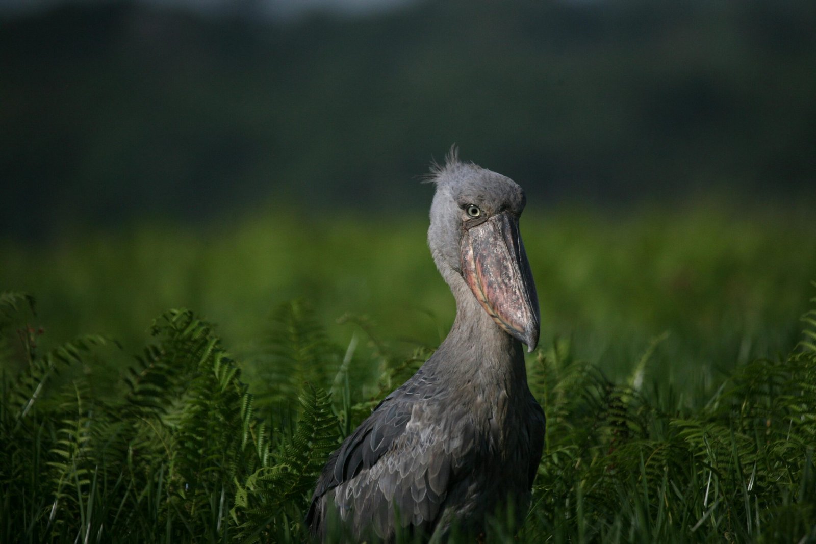 Shoebill-An African Shoebill is the human sized