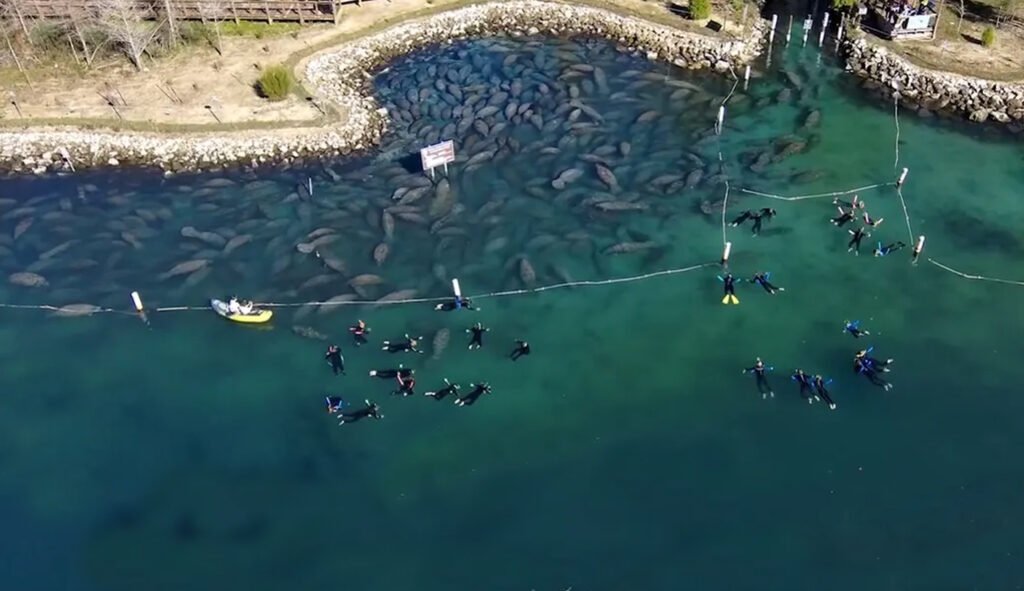 The record breaking roughly 1000 manatees gathered in a Florida park