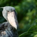 Shoebill-An African Shoebill is the human sized