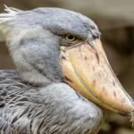 Shoebill-An African Shoebill is the human sized