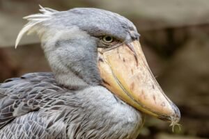 Shoebill-An African Shoebill is the human sized