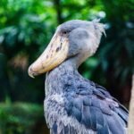 Shoebill-An African Shoebill is the human sized