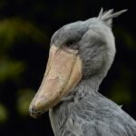 Shoebill-An African Shoebill is the human sized